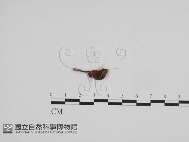 登錄號:F0024678藏品圖，第1張