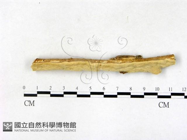 顯絲菌屬藏品圖，第1張