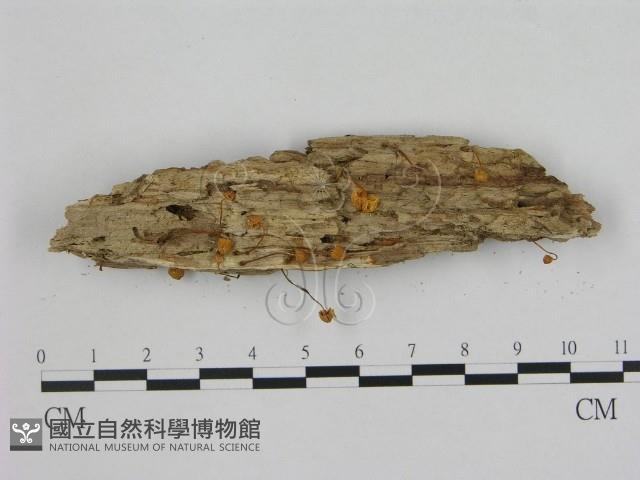 小菇屬藏品圖，第1張