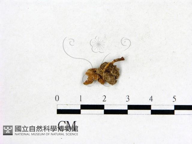 登錄號:F0012678藏品圖，第1張