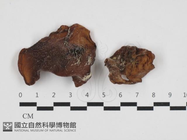 毛木耳藏品圖，第1張