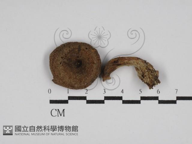 登錄號:F0027678藏品圖，第1張