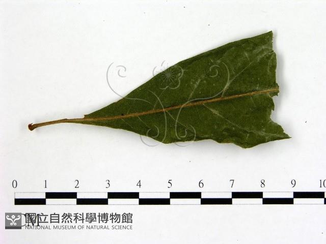 登錄號:F0005678藏品圖，第1張