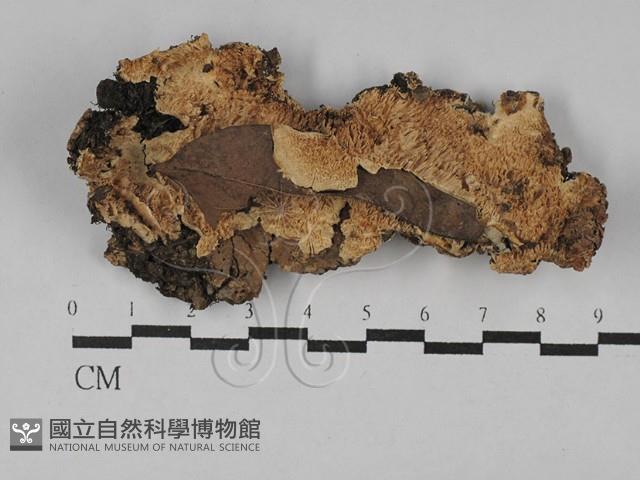 登錄號:F0029678藏品圖，第1張