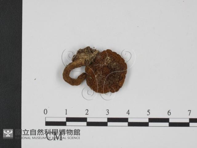 登錄號:F0009678藏品圖，第1張