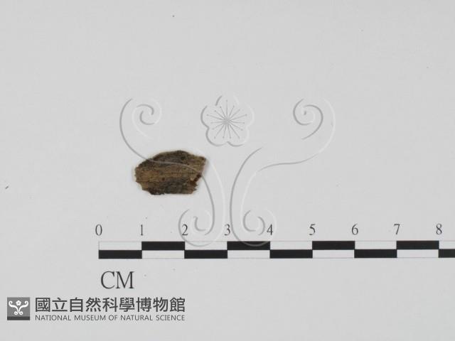 館號:F0019678藏品圖，第1張