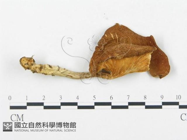 杯傘屬藏品圖，第1張