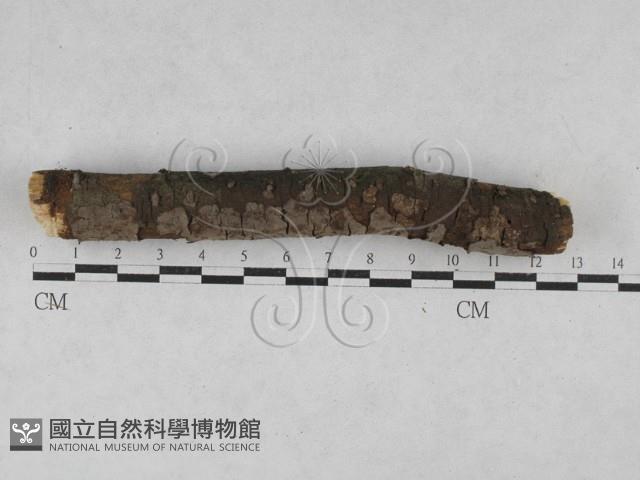刺革菌屬藏品圖，第1張