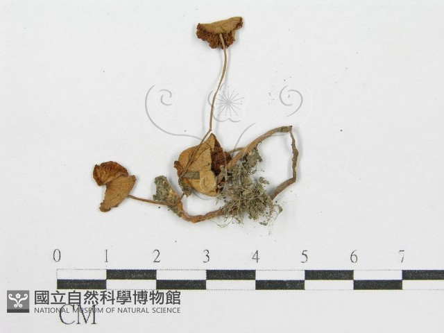 登錄號:F0008478藏品圖，第3張