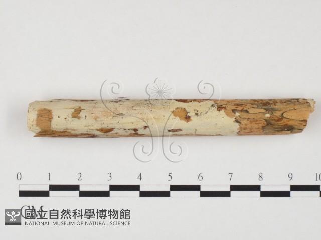 冇骨消絲齒菌藏品圖，第1張