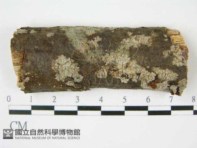 登錄號:F0010478藏品圖，第1張