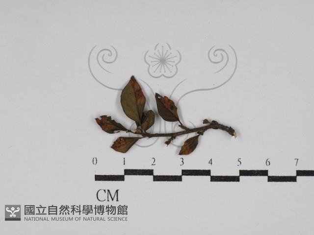 登錄號:F0030478藏品圖，第1張