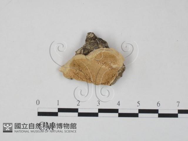 登錄號:F0016478藏品圖，第1張