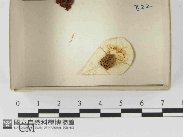 登錄號:F0021478藏品圖，第1張