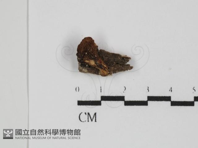 登錄號:F0031478藏品圖，第1張