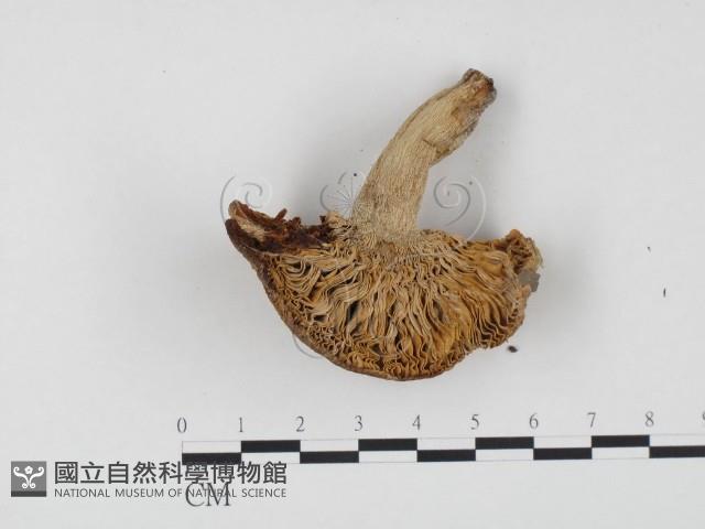 登錄號:F0024478藏品圖，第1張