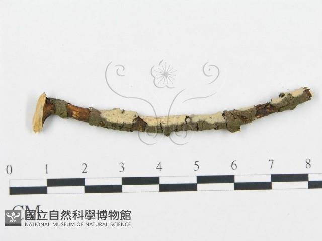 登錄號:F0004478藏品圖，第1張