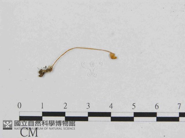 小菇屬藏品圖，第1張