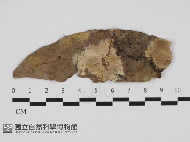 登錄號:F0032478藏品圖，第1張