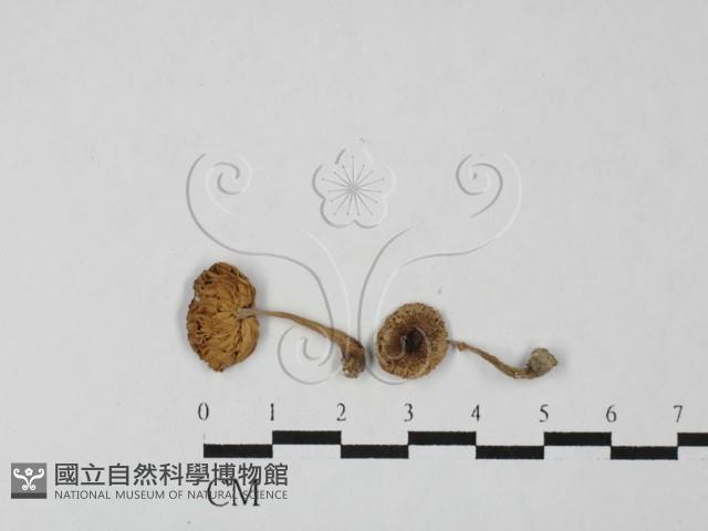 登錄號:F0027478藏品圖，第1張