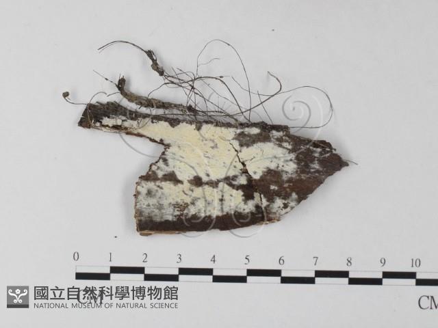 登錄號:F0025478藏品圖，第1張