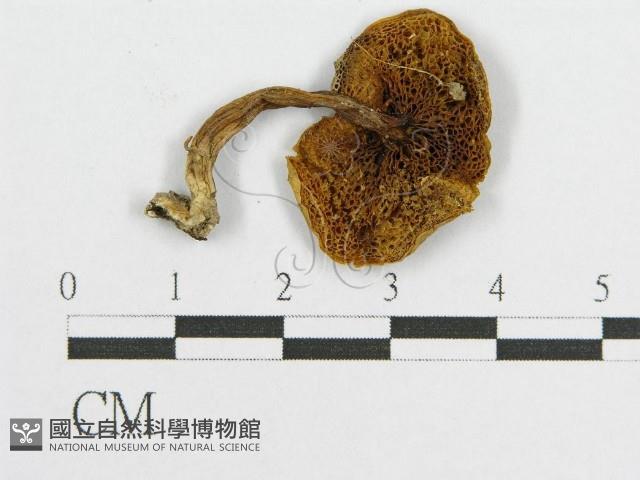 登錄號:F0005478藏品圖，第1張