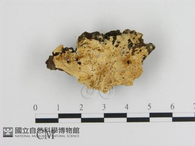 登錄號:F0009478藏品圖，第1張