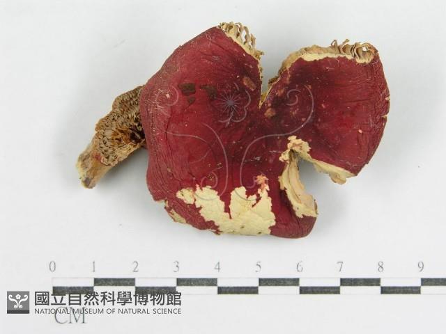 登錄號:F0003478藏品圖，第1張