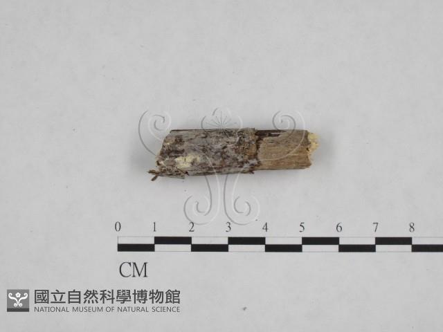 登錄號:F0013478藏品圖，第1張
