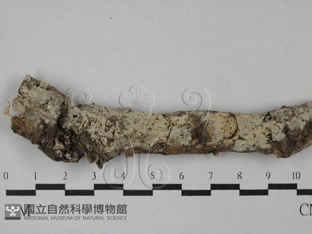 絲齒菌屬藏品圖，第1張