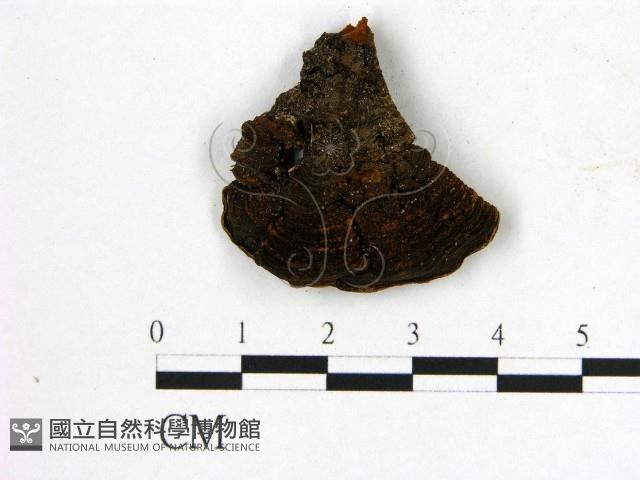 登錄號:F0008778藏品圖，第1張