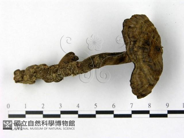 登錄號:F0018778藏品圖，第1張
