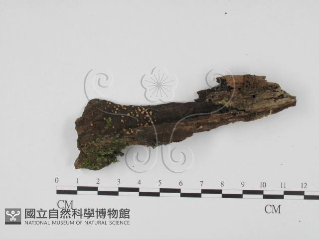 登錄號:F0000778藏品圖，第1張