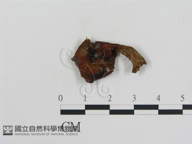 登錄號:F0010778藏品圖，第1張