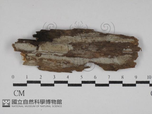 登錄號:F0030778藏品圖，第1張