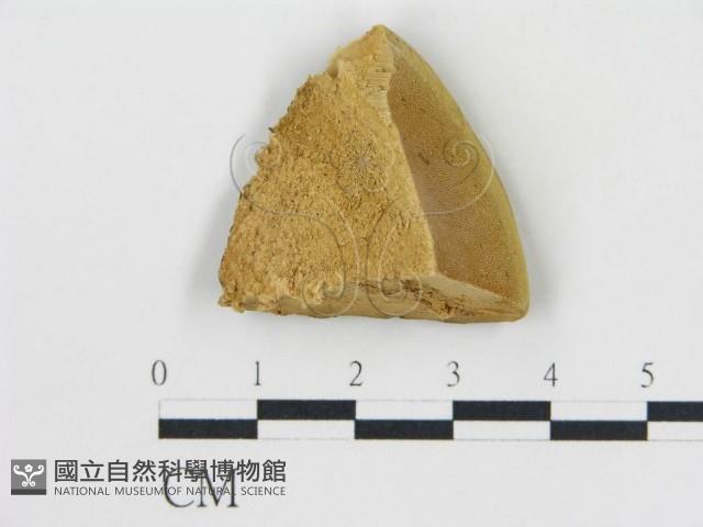 松生擬層孔菌藏品圖，第1張