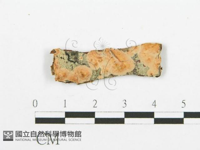 登錄號:F0016778藏品圖，第1張