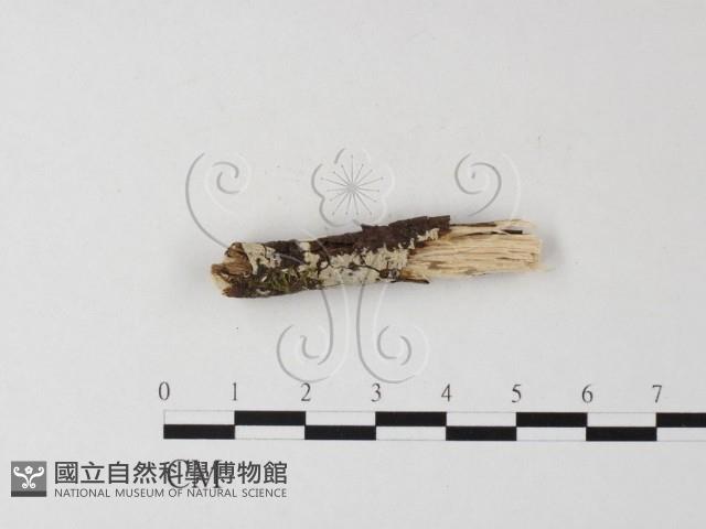 針齒銳岩菌藏品圖，第1張