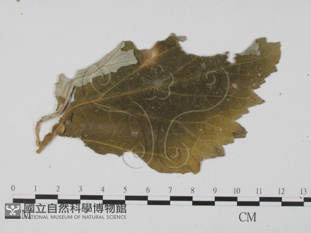 登錄號:F0011778藏品圖，第1張