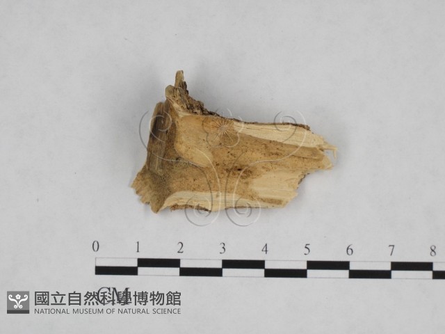 登錄號:F0024778藏品圖，第1張