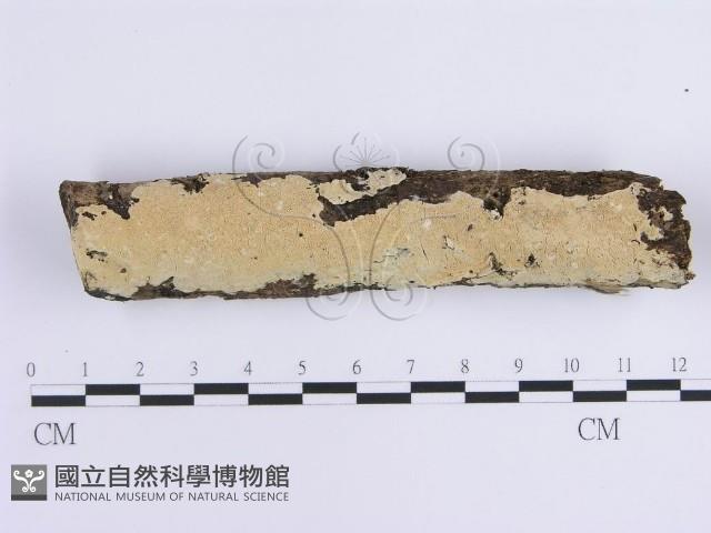 登錄號:F0014778藏品圖，第1張