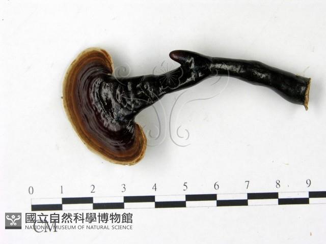 登錄號:F0022778藏品圖，第1張