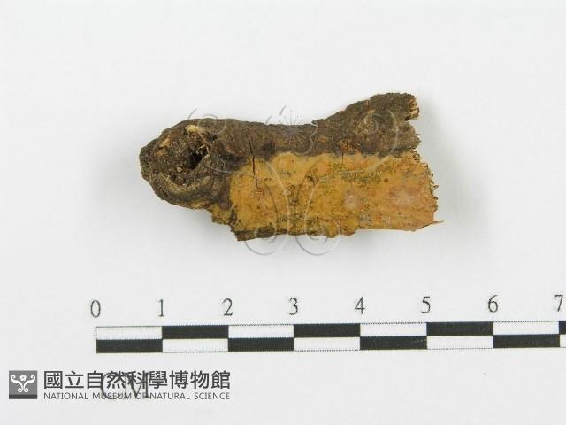 登錄號:F0002778藏品圖，第1張