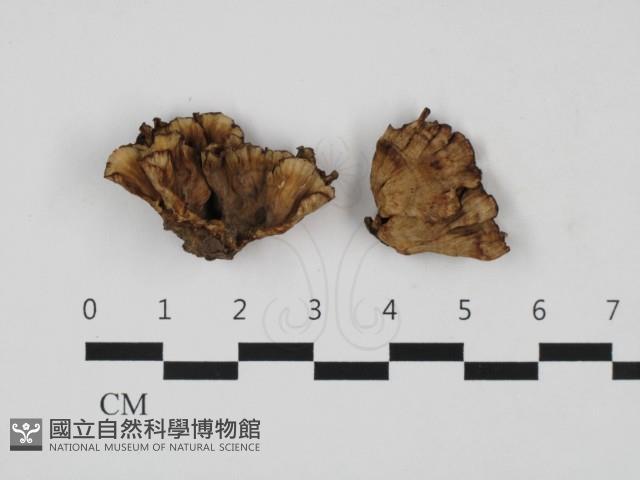 韌革菌屬藏品圖，第1張