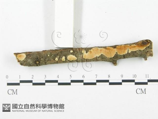 登錄號:F0007778藏品圖，第1張