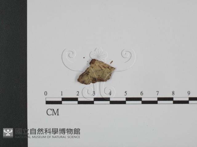 登錄號:F0017778藏品圖，第1張