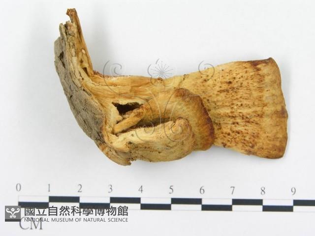 登錄號:F0005778藏品圖，第1張