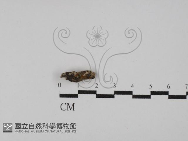 登錄號:F0029778藏品圖，第1張