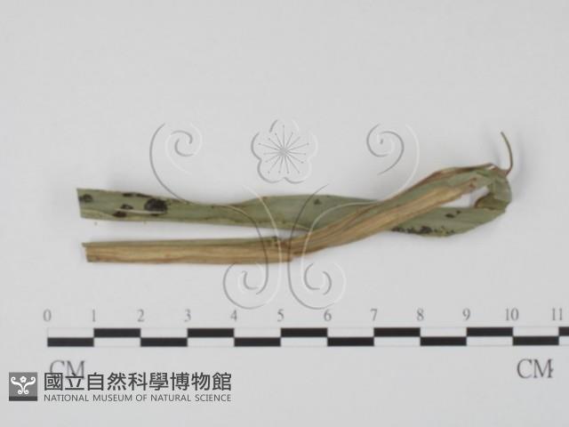 登錄號:F0009778藏品圖，第1張