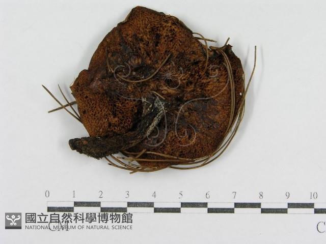 登錄號:F0003778藏品圖，第1張